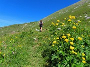 26 Pratoni fioriti di Trollius europaeus (Botton d'oro)
